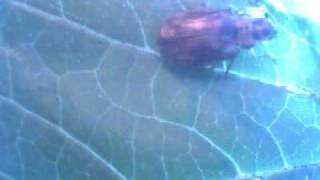 Viburnum leaf beetle adult eating