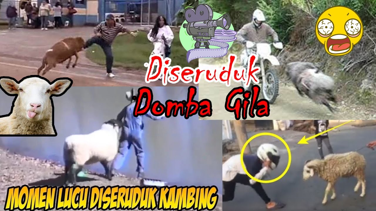 GokiL..!!! Diseruduk Domba Gila, Bikin Ngakak | Humor Lawas | Humor Gokil | Video Lucu