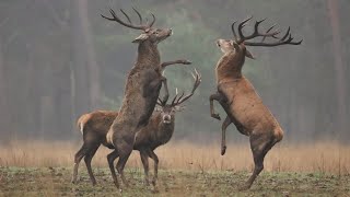 Half gewei en kalle kop -  Half antlers and bald heads