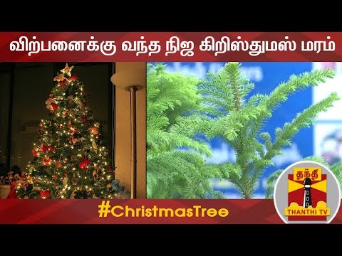 விற்பனைக்கு வந்த நிஜ கிறிஸ்துமஸ் மரம் | Christmas | ChristmasTree