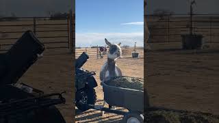 Donkey’s Itch Scratching Looks Like a Playful Dance