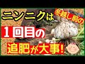 ニンニクの収穫量を増やす1回目の追肥とその見極め方♪与える肥料と適切なタイミング【初心者・ニンニクの育て方】