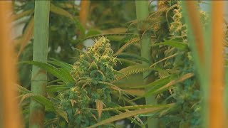 Ohio medical marijuana dispensaries can now apply for recreational sales permits