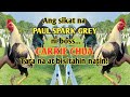 Home of paul spark grey  visit big farm in the philippines pilar gamefarm