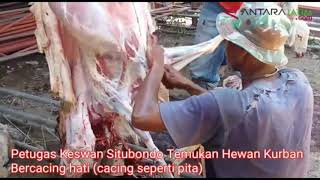 Petugas Keswan Situbondo Temukan Hewan Kurban Bercacing Hati