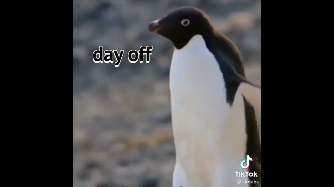 Big Bob Saves Timmy From Bird (Meme)