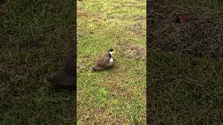 Mother plover prompts new chick to nestle Australian Lapwing #australianbirds #plover #lapwing