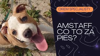 Amerykański Staffordshire Terrier. Okiem Psiego Trenera, Behawiorysty I Instruktora.