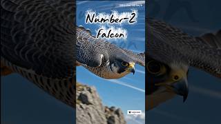 Top 3 Birds With POWERFUL Vision 👀🦅 | Insaan Se 100x Behtar Nazar! #shorts #facts