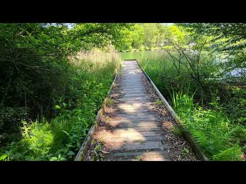 Walking at Cannop Ponds, West Dean, Lydney. #walks #walking #nature