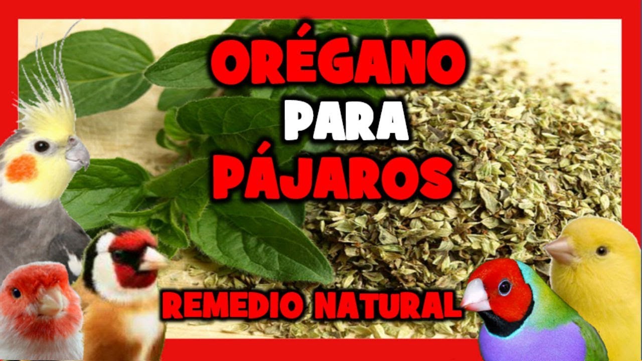 Орегано для канареек и экзотических птиц 🐤 Природные средства для птиц