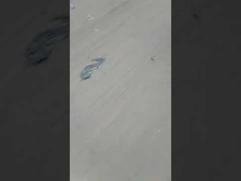 قتل الكلاب في محافظات مصر دون اذي حسبي الله ونعم الوكيل أين المنظمات العالميه للرفق بالحيوان