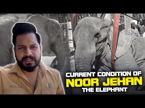 Current condition of Noor jehan the elephant