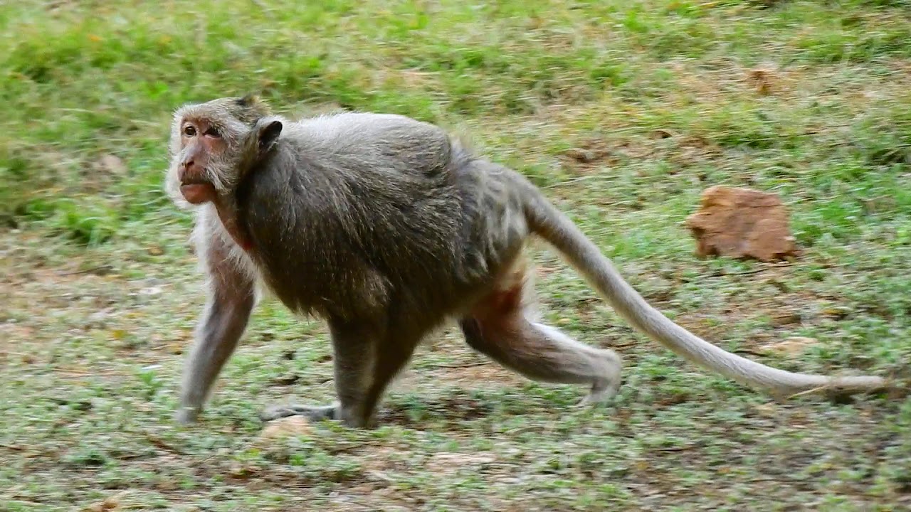 Million Pity! Poor Tima Tried To Walk Slowly To Follow The Troop Coz She Is Old And No Power Now.