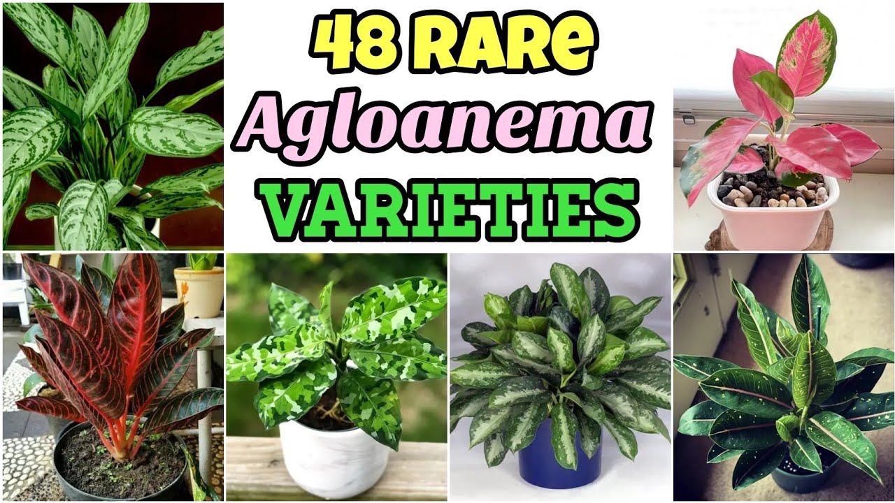 48 Rare AGLAONEMA VARIETIES with Names Rare Aglaonema Species