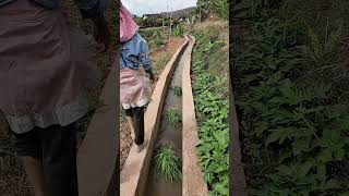 Smart Way To Transport Rice Seedlings Via Water Trench !