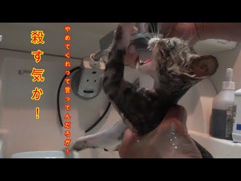 今にも死にそうな子ネコ ２日目 はじめてお風呂に入る Youtube