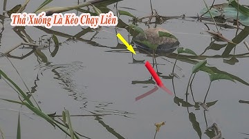 Câu Cá Rô Đồng , Bất Ngờ Trúng Ổ Rô Đồng Dưới Bụi Bỏ Mồi Xuống Là Dứt Liền