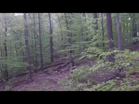 Bigfoot sighting at