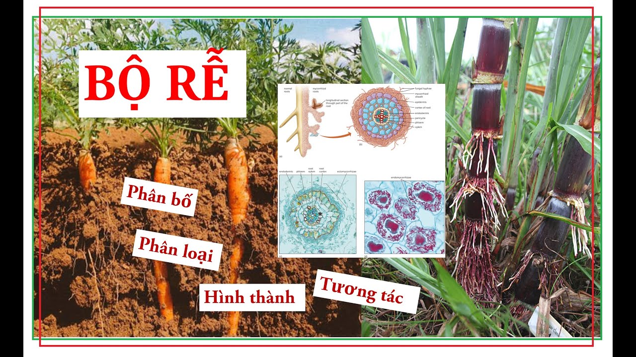BG - HỆ THỐNG HỌC THỰC VẬT #5: BỘ RỄ (Sự hình thành+Cấu trúc+Phân loại ...