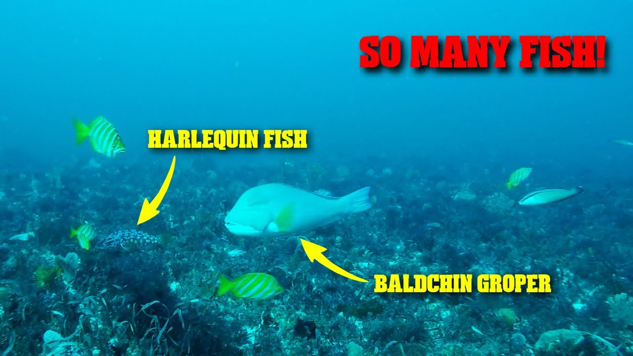 Underwater Camera - We Could See The Fish Ignoring Our Baits in 30M of ...