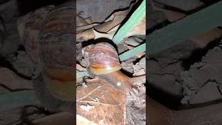 Wildlife Snail Searching for Food at Midnight 🕛#shorts #shortvideo