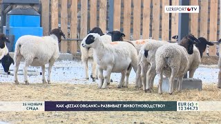 Как «Jizzax Organic» развивает животноводство?