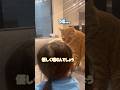 娘からのお説教を真剣に聞くやらかしてしまった猫【とらまる】