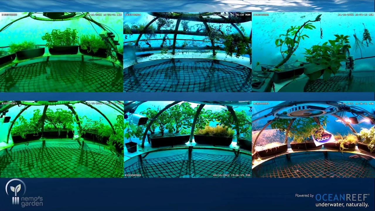 Nemo's Garden 2022