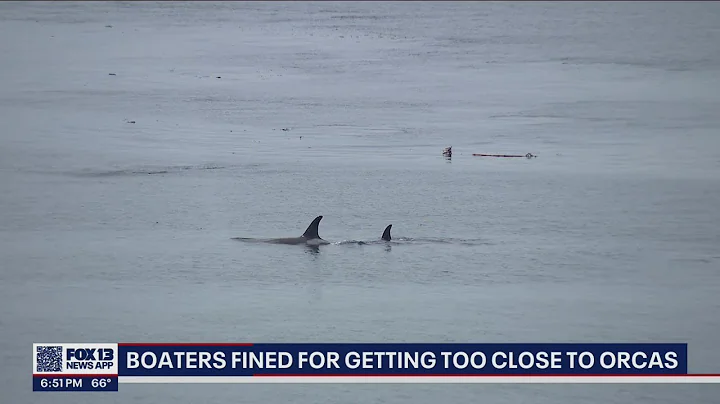 Boaters fined for getting too close to southern resident orcas