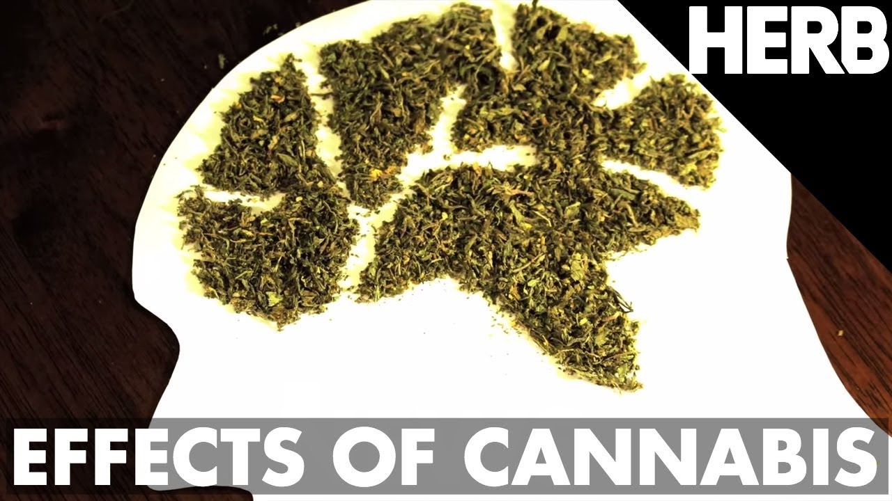 The Effects of THC, CBD, and Terpenes  - The Brain on Cannabis