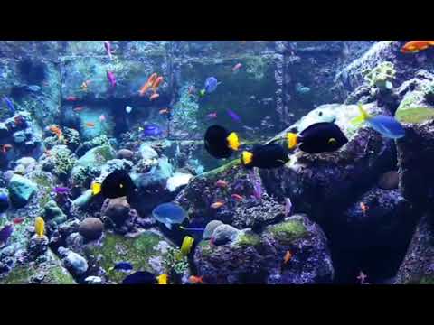 Релакс аквариум подводный мир. Спокойная фоновая музыка
