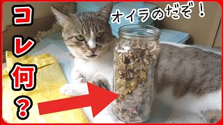 【コレはいったい】猫の所にある閲覧注意そうなコレはいったい何なのでしょうか? 20251225、カラス＆四つ足クインテット（仮）