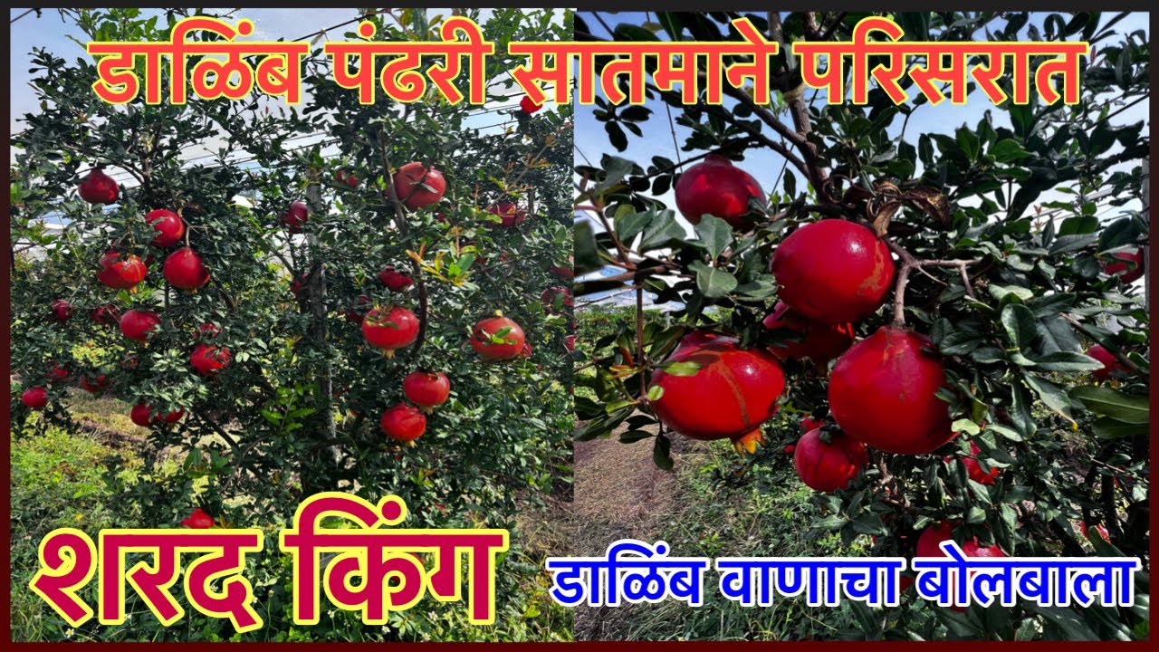 शरद किंग डाळिंब वाणाचा नाशिकच्या डाळिंब पट्ट्यात बोलबाला