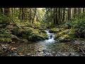 Relaxing River Sounds &amp; Forest Birdsong – 30 Minutes of Pure Nature