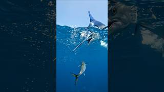Marlin Missile Strike! Giant Ocean Predator Attacks in Seconds 🐟⚡