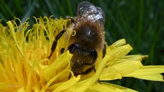 Dandelion Bloom Macro Honey Bees April 25th Do NOT remove dandelions ASMR in slow motion.