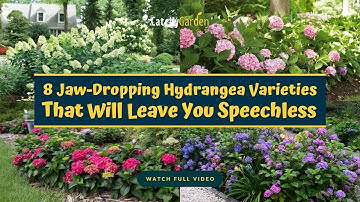 8 Jaw Dropping Hydrangea Varieties That Will Leave You Speechless 🌸🍃👍