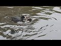 Eurasian Coot feeding Day Old young brood