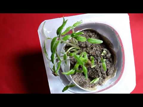 زراعة الطماطم من البذور