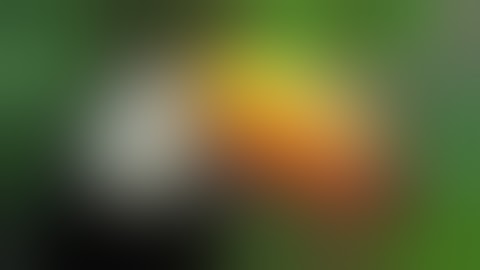 Kode Browser - Fast & Private | TUTORIAL