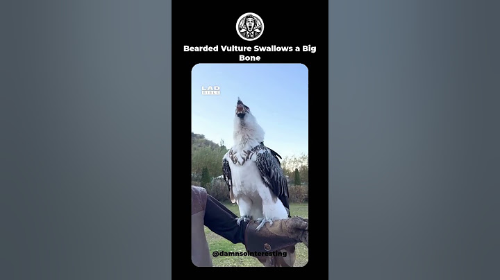 Bearded Vulture Swallows a Big Bone