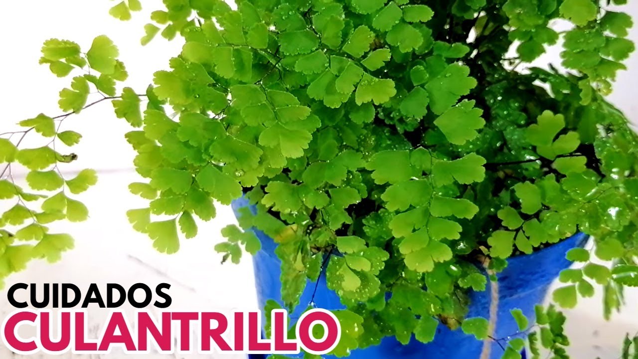 culantrillo CUIDADOS CHUYITO JARDINERO