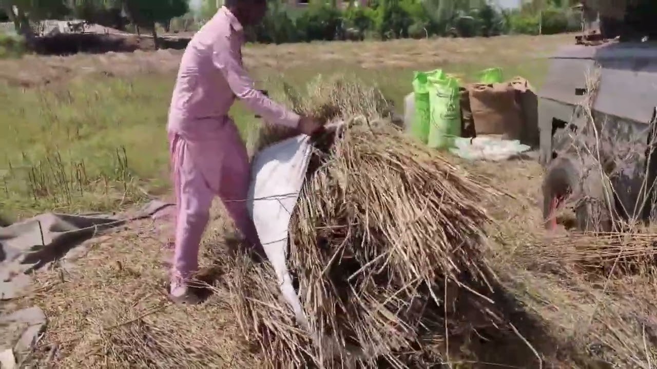 Canola  raya ki kasht | Rapseed Harvest | 