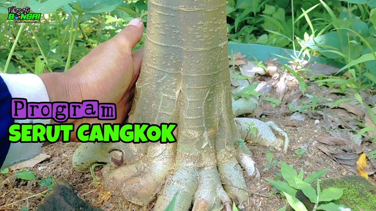 PROGRAM SERUT DARI CANGKOK