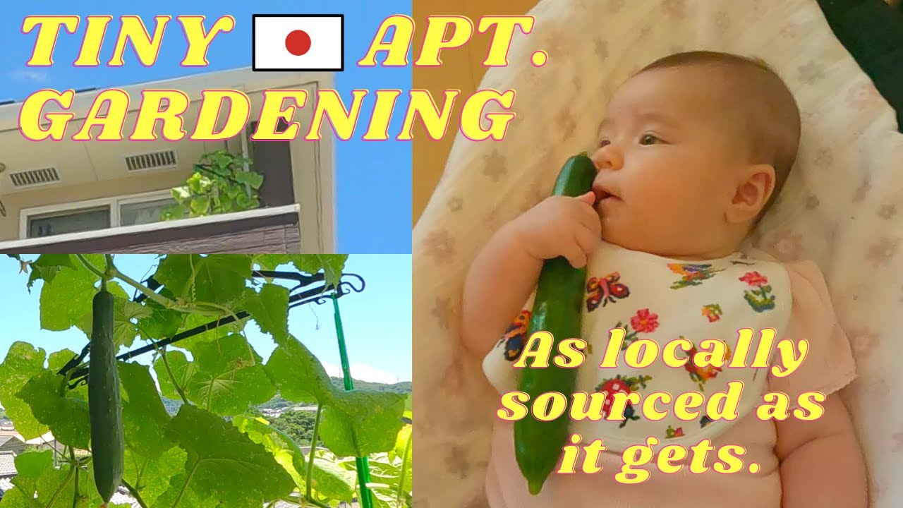 Small Japanese Apartment Gardening - How to grow your own vegetables!