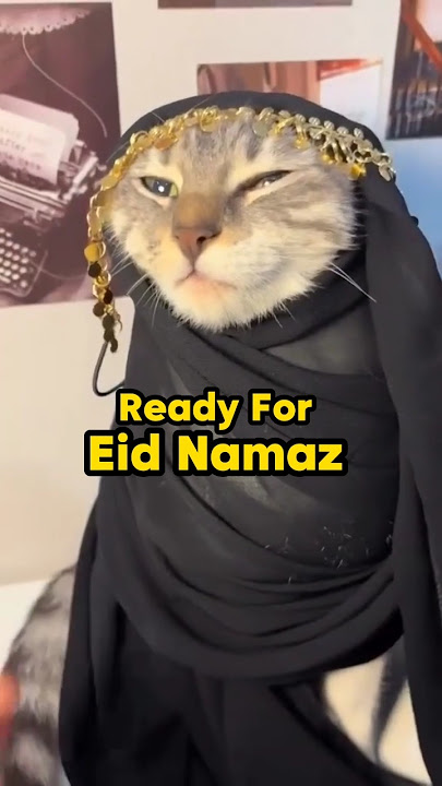 Me Before Eid Series #islam #cats #funny #viral #shorts #shortsfeed #trending