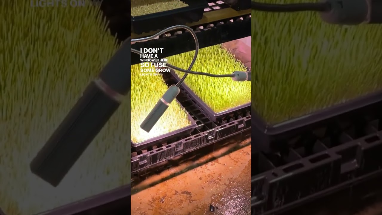 Как выращивать корм!