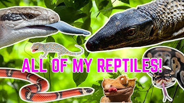 REPTILE ROOM TOUR 2024 (EPIC!)