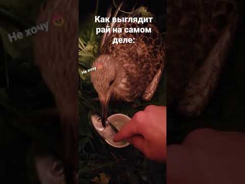 Video: Paratiisin linnun lehtipiste: Paratiisinlinnun sienitautien hallinta